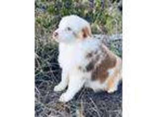 Australian Shepherd Puppy for sale in Tampa, FL, USA