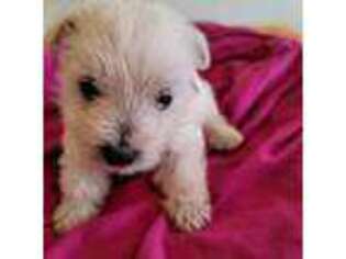 West Highland White Terrier Puppy for sale in Munfordville, KY, USA