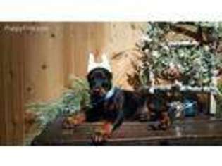 Doberman Pinscher Puppy for sale in Paradise, PA, USA