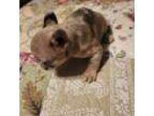 French Bulldog Puppy for sale in Perkins, OK, USA
