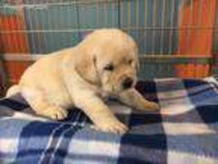 Labrador Retriever Puppy for sale in Centre, AL, USA