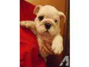 Bulldog Puppy for sale in ADVANCE, NC, USA