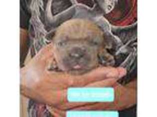Cane Corso Puppy for sale in Kemp, TX, USA
