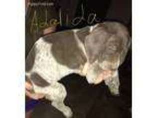 German Shorthaired Pointer Puppy for sale in Peoria, AZ, USA
