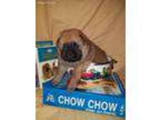 Chow Chow Puppy for sale in Floyd, VA, USA