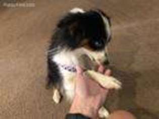 Miniature Australian Shepherd Puppy for sale in Hallsville, TX, USA