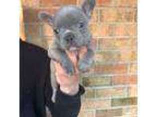 French Bulldog Puppy for sale in Woodbridge, NJ, USA