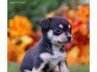 Chihuahua Puppy for sale in Lake Mills, IA, USA