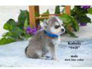 Alaskan Klee Kai Puppy for sale in Farwell, MI, USA