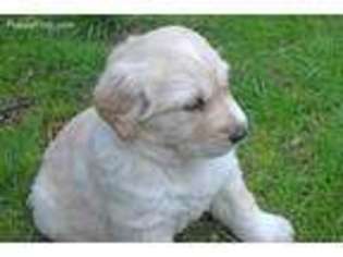 Great Pyrenees Puppy for sale in Salem, OR, USA