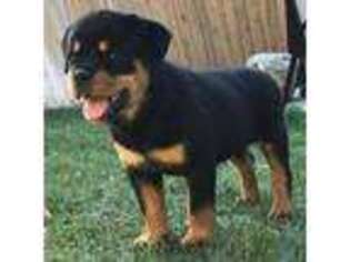 Rottweiler Puppy for sale in Oxnard, CA, USA