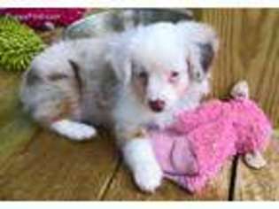 Miniature Australian Shepherd Puppy for sale in Fort Pierce, FL, USA