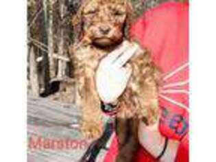 Goldendoodle Puppy for sale in White Pine, TN, USA
