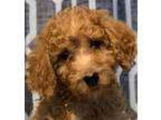 Goldendoodle Puppy for sale in Romulus, NY, USA