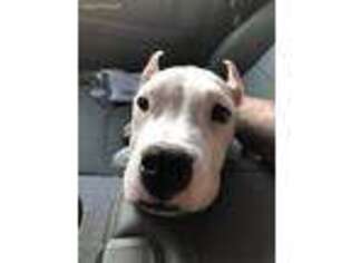 Dogo Argentino Puppy for sale in Temecula, CA, USA