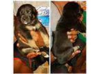 Mastiff Puppy for sale in Sulphur Springs, TX, USA