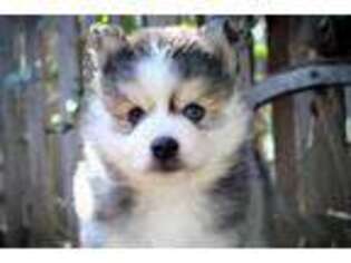 Siberian Husky Puppy for sale in Prescott, AZ, USA