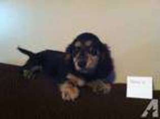 Dachshund Puppy for sale in MIDDLETOWN, NY, USA