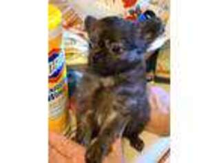 Chihuahua Puppy for sale in Quinton, OK, USA