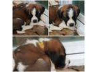 Saint Bernard Puppy for sale in Virginia Beach, VA, USA