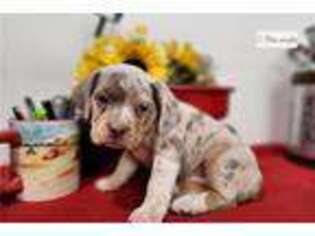 Beabull Puppy for sale in Omaha, NE, USA