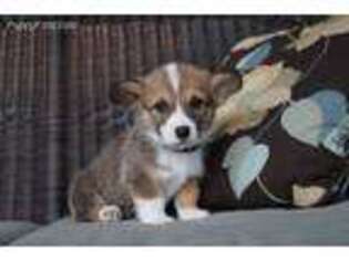 Pembroke Welsh Corgi Puppy for sale in Sidney, OH, USA