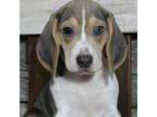 Beagle Puppy for sale in Easton, PA, USA