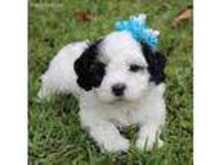Cavachon Puppy for sale in Oppelo, AR, USA