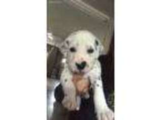 Dalmatian Puppy for sale in New Prague, MN, USA