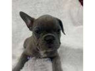 French Bulldog Puppy for sale in Oglesby, TX, USA