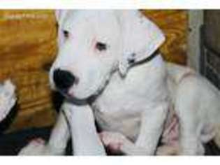 Dogo Argentino Puppy for sale in Cotopaxi, CO, USA