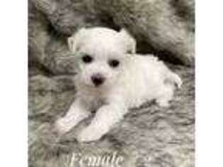 Maltese Puppy for sale in Scott, LA, USA