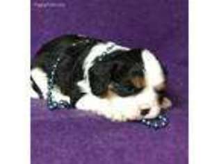 Cavalier King Charles Spaniel Puppy for sale in Mountainburg, AR, USA