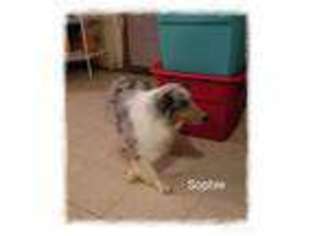 Shetland Sheepdog Puppy for sale in Gause, TX, USA
