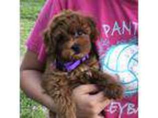 Cavapoo Puppy for sale in Richland, MO, USA