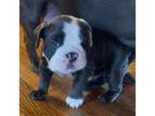 Bulldog Puppy for sale in Somerset, NJ, USA