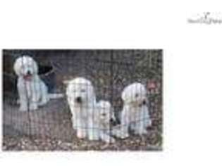 Komondor Puppy for sale in College Station, TX, USA