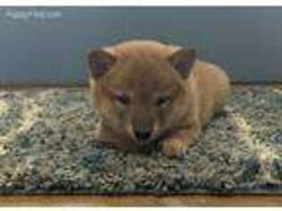 Shiba Inu Puppy for sale in Donnellson, IA, USA