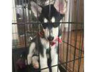 Alaskan Malamute Puppy for sale in Plano, TX, USA