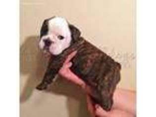 Bulldog Puppy for sale in Bartlesville, OK, USA