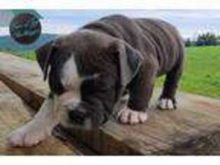 Olde English Bulldogge Puppy for sale in Mansfield, PA, USA