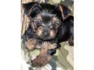 Yorkshire Terrier Puppy for sale in Cleveland, TN, USA