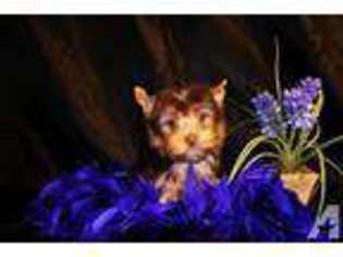 Yorkshire Terrier Puppy for sale in MONTGOMERY, TX, USA