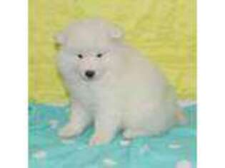 Samoyed Puppy for sale in Loyal, WI, USA