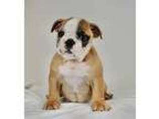 Bulldog Puppy for sale in Nappanee, IN, USA