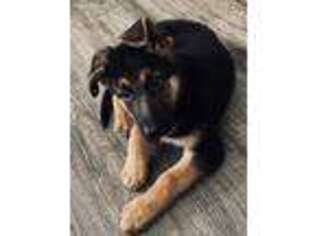 German Shepherd Dog Puppy for sale in Mays Landing, NJ, USA
