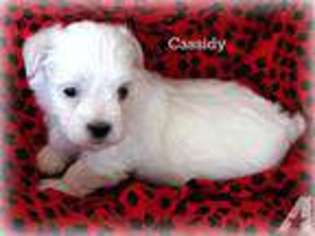 Maltese Puppy for sale in CHAGRIN FALLS, OH, USA