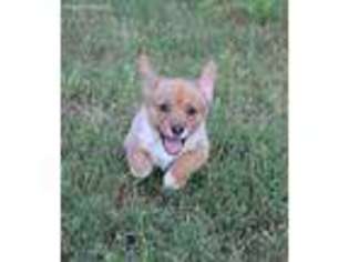 Pembroke Welsh Corgi Puppy for sale in Mountain View, AR, USA