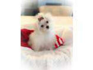 Maltese Puppy for sale in Jupiter, FL, USA