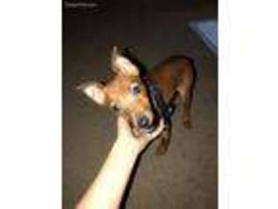 Miniature Pinscher Puppy for sale in Albany, NY, USA